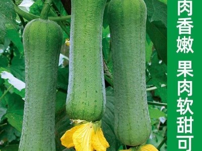 香嫩肉丝瓜种子早熟耐热高产春夏四季农家各种菜种子图2