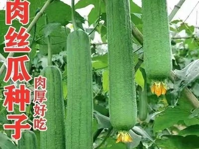 香嫩肉丝瓜种子早熟耐热高产春夏四季农家各种菜种子图3