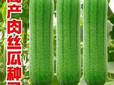 香嫩肉丝瓜种子早熟耐热高产春夏四季农家各种菜种子图4