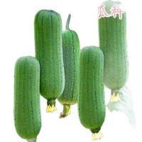 香嫩肉丝瓜种子早熟耐热高产春夏四季农家各种菜种子