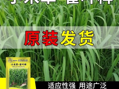 鱼塘专用水草小米草牧草种种子草鱼耐高温耐水淹四季雀叶稗草籽子图5