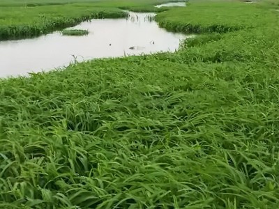鱼塘专用水草小米草牧草种种子草鱼耐高温耐水淹四季雀叶稗草籽子图2