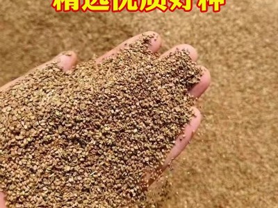 鱼塘专用水草小米草牧草种种子草鱼耐高温耐水淹四季雀叶稗草籽子图3