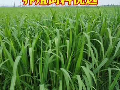 鱼塘专用水草小米草牧草种种子草鱼耐高温耐水淹四季雀叶稗草籽子图4