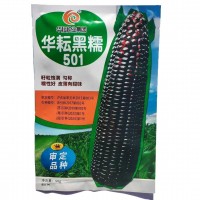 华耘黑糯501黑玉米种子黑糯玉米皮薄糯甜高产粘玉米种籽 春秋播种