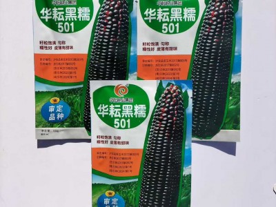 华耘黑糯501黑玉米种子黑糯玉米皮薄糯甜高产粘玉米种籽 春秋播种图2