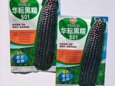 华耘黑糯501黑玉米种子黑糯玉米皮薄糯甜高产粘玉米种籽 春秋播种图3