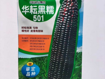 华耘黑糯501黑玉米种子黑糯玉米皮薄糯甜高产粘玉米种籽 春秋播种图4