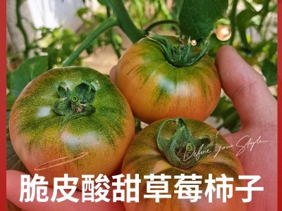 海阳草莓西红柿口感型番茄绿腚酸甜生吃戴安娜普罗旺斯 草莓柿子图2