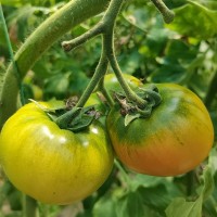 海阳草莓西红柿口感型番茄绿腚酸甜生吃戴安娜普罗旺斯 草莓柿子