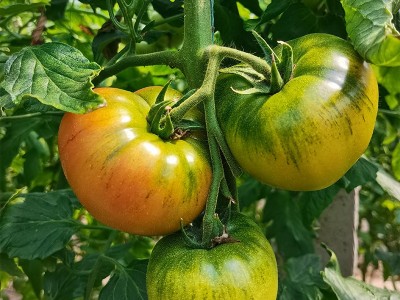 海阳草莓西红柿口感型番茄绿腚酸甜生吃戴安娜普罗旺斯 草莓柿子图4