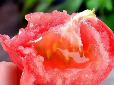 正宗普罗旺斯西红柿沙瓤自然熟新鲜现摘发货水果番茄图3