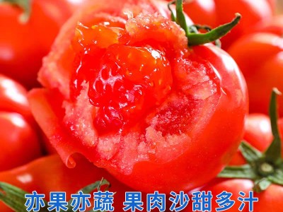 正宗普罗旺斯西红柿沙瓤自然熟新鲜现摘发货水果番茄图2