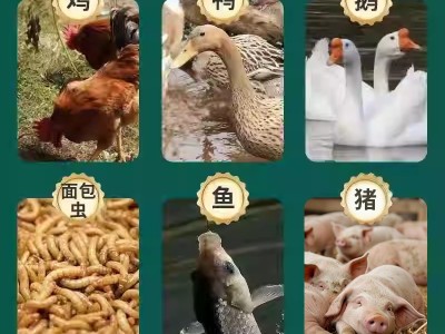麦麸皮饲料热敷饲料饵料鸡鸭鹅面包虫钓鱼打窝用小麦麸粗 细麦麸皮图4