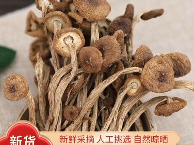 茶树菇 一斤散装当季新货自然晾晒足干油菜菇煲汤干货开伞柳松茸图5