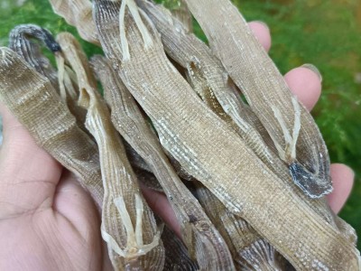 海味干货印尼沙虫干500g沙肠子新鲜沙虫已去沙袋煲汤食材现货批发图4