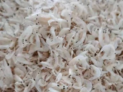 虾皮新鲜咸虾皮 海鲜干货250克虾皮虾米东海特产图4