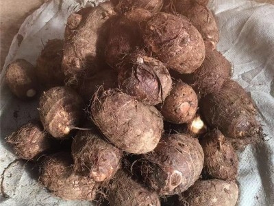 批发精品芋头新鲜应季牛奶芋头大球山东奶香芋头软糯香甜毛芋头图2