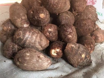 批发精品芋头新鲜应季牛奶芋头大球山东奶香芋头软糯香甜毛芋头图3