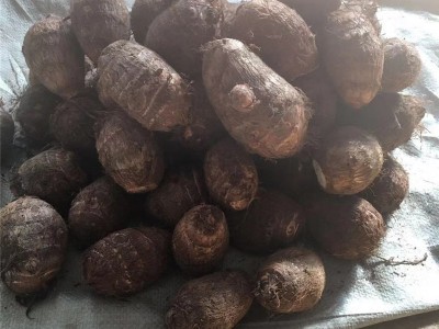批发精品芋头新鲜应季牛奶芋头大球山东奶香芋头软糯香甜毛芋头图4