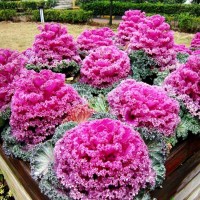 进口切花彩色羽衣甘蓝种子耐寒观赏盆栽庭院维塔萨食用蔬菜种籽