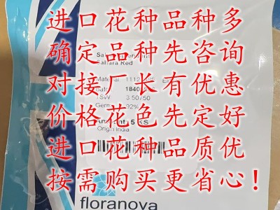 进口切花彩色羽衣甘蓝种子耐寒观赏盆栽庭院维塔萨食用蔬菜种籽图2