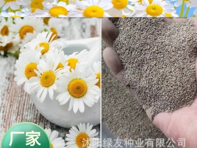 公司批发多年生宿根洋甘菊花种子茶菊甘野菊泡茶小雏菊花种子图2