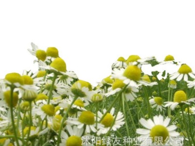 公司批发多年生宿根洋甘菊花种子茶菊甘野菊泡茶小雏菊花种子图5