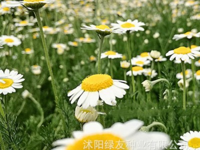 公司批发多年生宿根洋甘菊花种子茶菊甘野菊泡茶小雏菊花种子图3