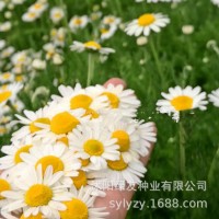 公司批发多年生宿根洋甘菊花种子茶菊甘野菊泡茶小雏菊花种子