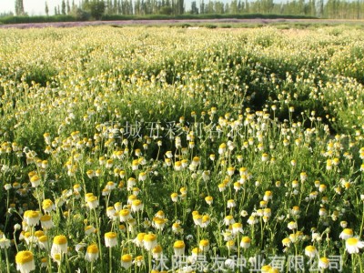 公司批发多年生宿根洋甘菊花种子茶菊甘野菊泡茶小雏菊花种子图4