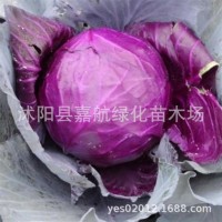 紫甘蓝菜种包菜种籽菜种子籽种苗子紫包菜籽卷心菜大头包心菜秧苗