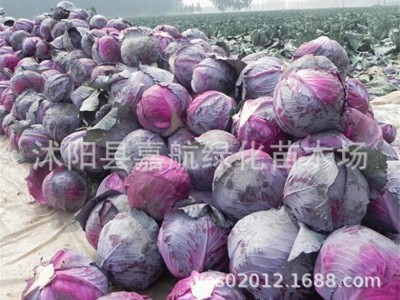紫甘蓝菜种包菜种籽菜种子籽种苗子紫包菜籽卷心菜大头包心菜秧苗图4