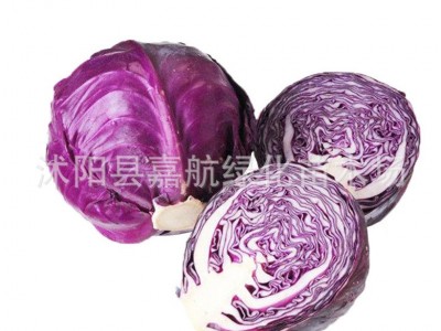 紫甘蓝菜种包菜种籽菜种子籽种苗子紫包菜籽卷心菜大头包心菜秧苗图3
