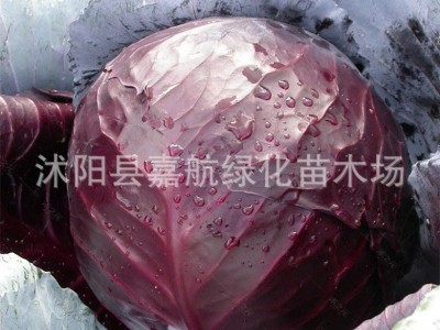 紫甘蓝菜种包菜种籽菜种子籽种苗子紫包菜籽卷心菜大头包心菜秧苗图5