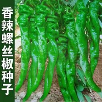 螺丝椒种子蔬菜种子辣椒种子杂交高产香辣特大螺丝椒种子罗丝椒