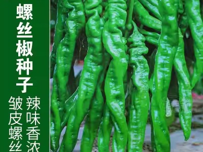 螺丝椒种子蔬菜种子辣椒种子杂交高产香辣特大螺丝椒种子罗丝椒图5