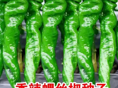 螺丝椒种子蔬菜种子辣椒种子杂交高产香辣特大螺丝椒种子罗丝椒图3
