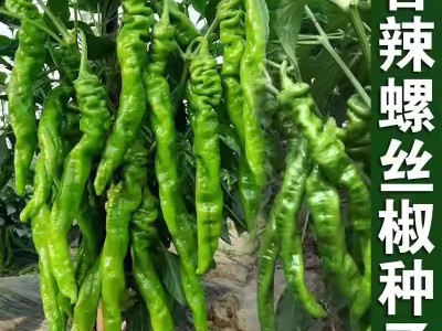 螺丝椒种子蔬菜种子辣椒种子杂交高产香辣特大螺丝椒种子罗丝椒图2