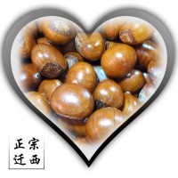 跑江湖板栗本小利大毛栗子油板栗地摊货大量批发栗子仁栗子粉