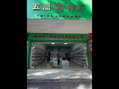 五洲牌澳洲强星301番茄种籽高产四季园林盆栽蔬菜种子电商批发图2
