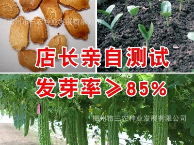 五洲牌粤秀苦瓜种子 阳台菜园基地种植 四季蔬菜种籽大全厂家批发图3