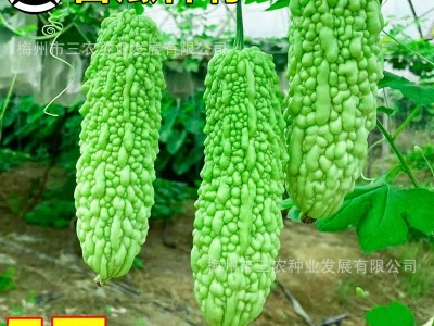 五洲牌粤秀苦瓜种子 阳台菜园基地种植 四季蔬菜种籽大全厂家批发图2