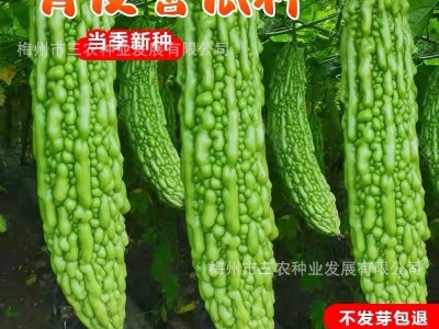 五洲牌粤秀苦瓜种子 阳台菜园基地种植 四季蔬菜种籽大全厂家批发图4