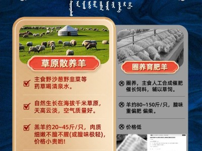 京锡林 内蒙手把肉生鲜羊肉苏尼特羊带骨手把肉切块羊排锡盟羊肉图3