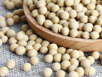 低温烘焙熟黄豆50斤装原味黄豆家用商用打豆浆磨粉专用熟黄豆现货图3