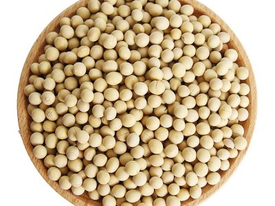 低温烘焙熟黄豆50斤装原味黄豆家用商用打豆浆磨粉专用熟黄豆现货图4
