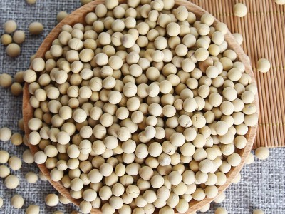 低温烘焙熟黄豆50斤装原味黄豆家用商用打豆浆磨粉专用熟黄豆现货图2