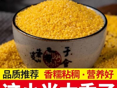 熟小米5斤装香糯小米五谷杂粮粥粗粮小米现货五谷杂粮厂家批发图3
