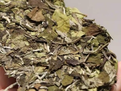 福建新茶福鼎白茶样品 白毫银针 白牡丹 白茶散装批发图2